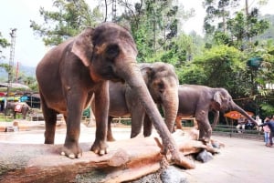 Prywatna wycieczka po parku safari, plantacjach herbaty i wodospadzie w Dżakarcie