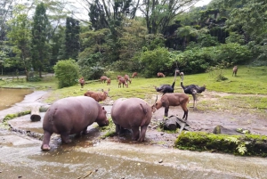 Visite privée de Jakarta Parc safari, plantations de thé et cascade