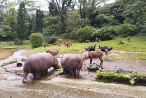 Jakarta Private Tour Safari Park, Tea Plants & Waterfall