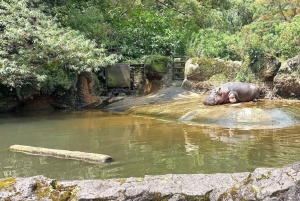 Tour privado por Yakarta Parque Safari, Plantas de Té y Cascada