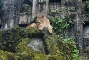 Jakarta : Taman Safari, Panda-palasset og fossen