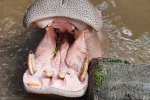 Jakarta : Taman Safari, Panda-palasset og fossen