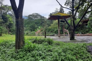 Jakarta : Taman Safari, Panda-palasset og fossen