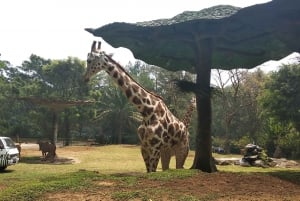 Jakarta : Taman Safari, Panda-palasset og fossen