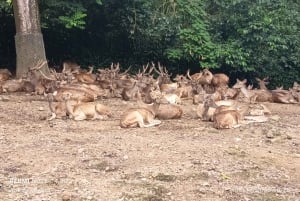 ジャカルタ：タマンサファリ、パンダ宮殿、滝
