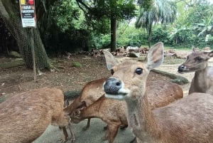 ジャカルタ：タマンサファリ、パンダ宮殿、滝
