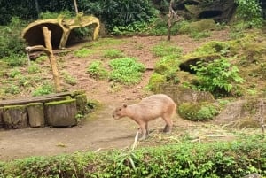 ジャカルタ：タマンサファリ、パンダ宮殿、滝