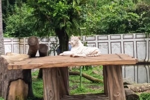 ジャカルタ：タマンサファリ、パンダ宮殿、滝