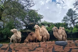 ジャカルタ：タマンサファリ、パンダ宮殿、滝