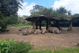 ジャカルタ：タマンサファリ、パンダ宮殿、滝
