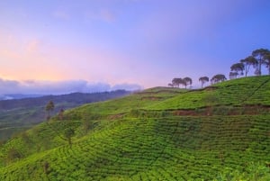 Jakarta: Tangkuban Perahu Volcano & Tea Plantations Day-Tour