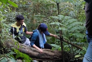 Jakarta nach Bogor: Tagesausflug zum Luhur Wasserfall und Lido See