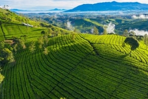 Jakarta: Volcanic White Crater Lakes & Tea Plantations Tour