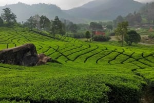 Jakarta: Volcanic White Crater Lakes & Tea Plantations Tour