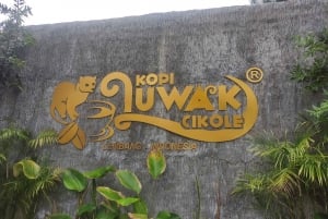 Jakarta: Luwak-kierros: Tulivuori, kuuma lähde, teetehdas ja kahvi Luwak