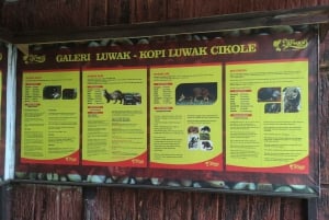 Yakarta: Excursión al Volcán, Aguas Termales, Fábrica de Té y Café Luwak