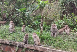 Jakarta: Volcano, Hotspring, Tea Factory, &Coffee Luwak Tour
