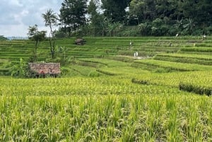 Yakarta: Volcán, campos de arroz/té, aguas termales, comida local
