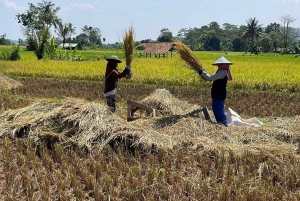 Jakarta : Volcan, champs de thé et de riz, sources d'eau chaude, nourriture locale