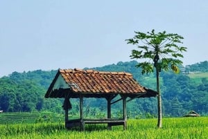 Yakarta: Volcán, campos de arroz/té, aguas termales, comida local