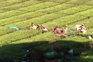 Jakarta : Cascades, volcan, cratère blanc, thé, source d'eau chaude