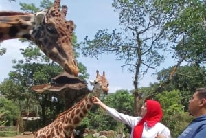 Taman-safari og teplantagetur i Puncak