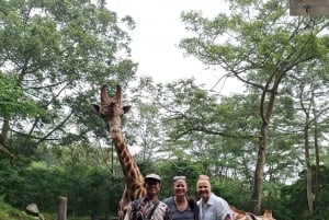 Taman-safari og teplantagetur i Puncak