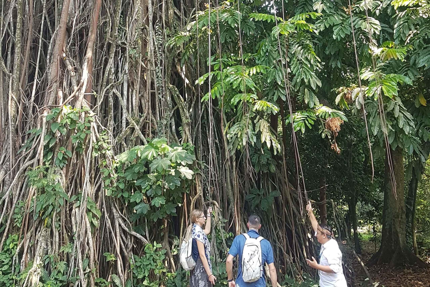 Piękny ogród, taras ryżowy i wodospad w Bogor