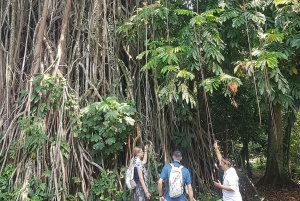 Piękny ogród, taras ryżowy i wodospad w Bogor
