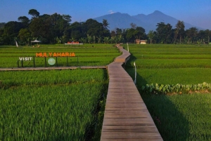 Piękny ogród, taras ryżowy i wodospad w Bogor