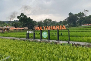 Piękny ogród, taras ryżowy i wodospad w Bogor