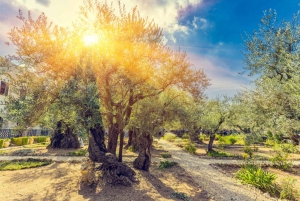 Amazing Family Tour in Jerusalem