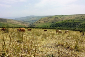 De Jerusalém: viagem de um dia às Colinas de Golã e Monte Bental