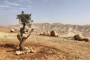 From Jerusalem: Jericho and Jordan River Half-Day Trip