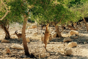 Z Jerozolimy: Masada o wschodzie słońca, Ein Gedi i wycieczka nad Morze Martwe