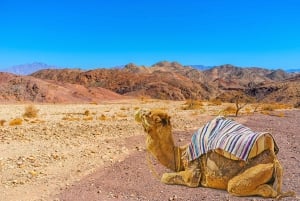 From Tel Aviv: Dead Sea Visit & Desert Safari