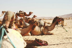 From Tel Aviv: Jericho, Jordan River, and Bethlehem Bus Tour