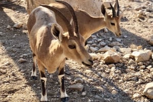Jerusalem/Tel Aviv: Massada - Dead Sea - Ein Gedi