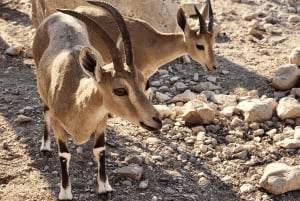 Jerusalém/Tel Aviv: Massada - Mar Morto - Ein Gedi