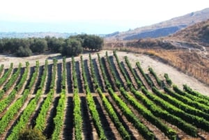 Tour privato delle cantine dell'Israele centrale