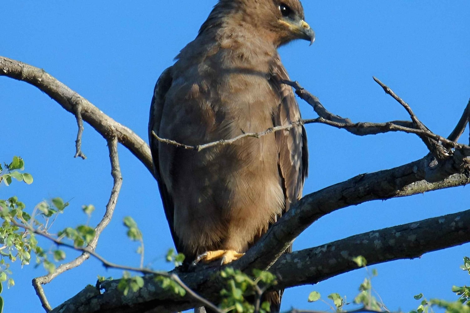 10-дневный фототур по Крюгеру и за его пределами