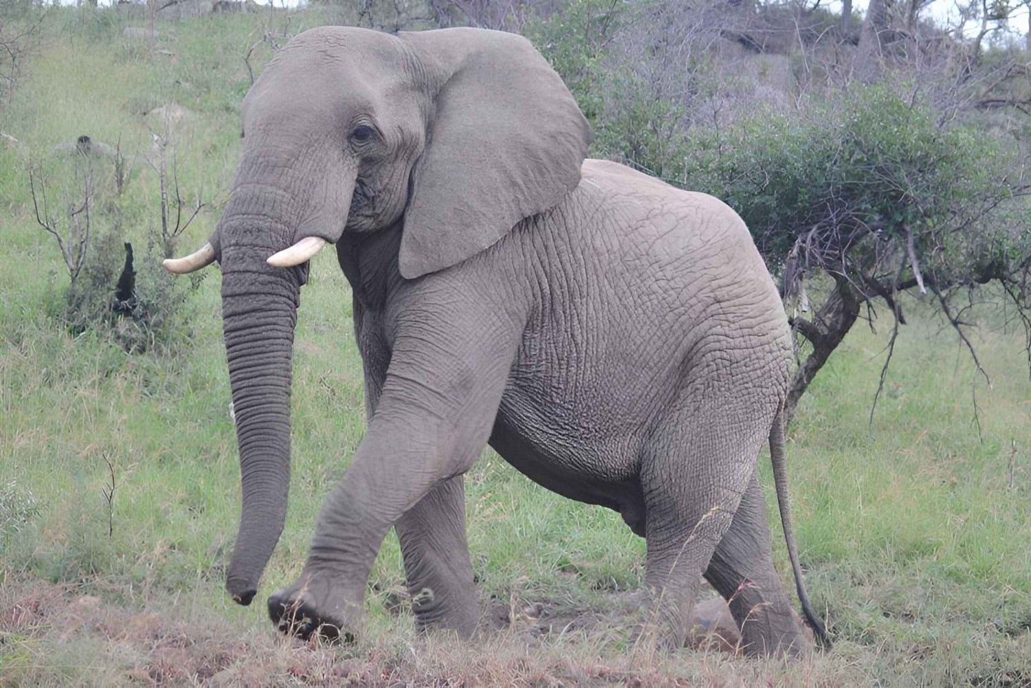 10-дневный фототур по Крюгеру и за его пределами