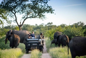 10 daagse Kruger en verder fotorondreis