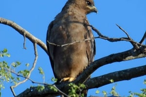 10-дневный фототур по Крюгеру и за его пределами
