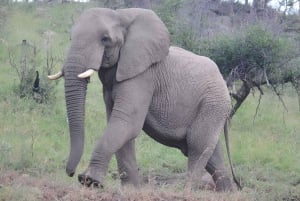 10-дневный фототур по Крюгеру и за его пределами