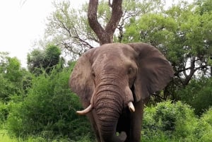 10-дневный фототур по Крюгеру и за его пределами