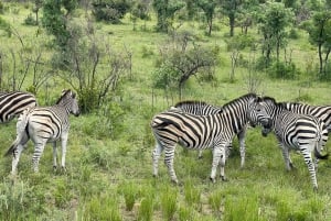 15 jours - Johannesburg, Parc national Kruger - Le Cap