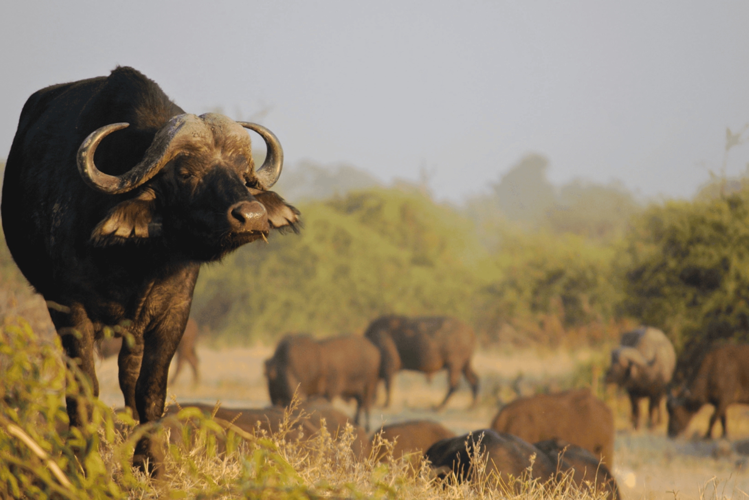 2-tägige Krüger-Nationalpark Safari Tour ab Johannesburg