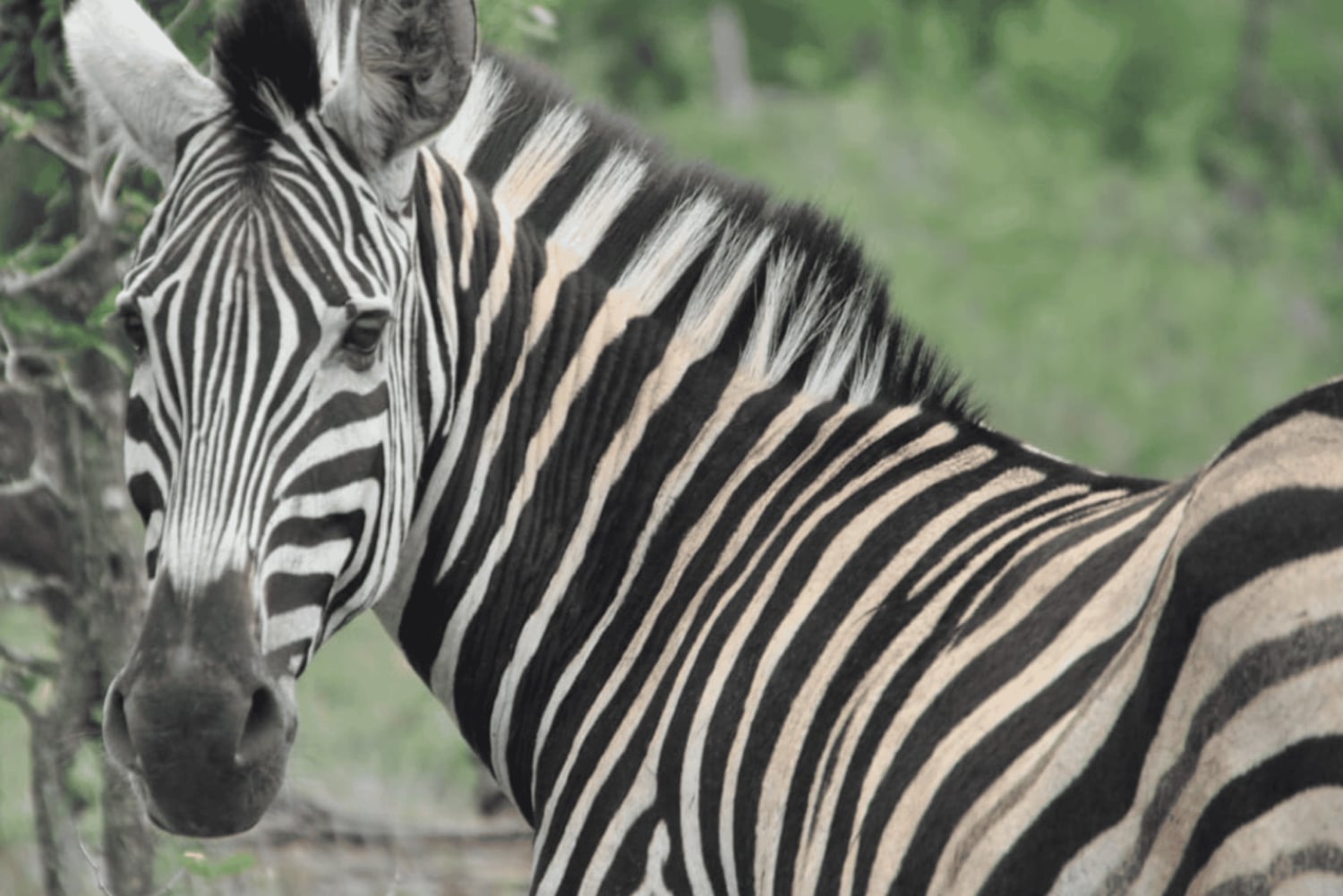 2-tägige Krüger-Nationalpark Safari Tour ab Johannesburg