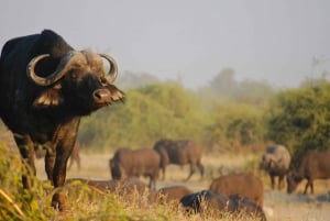 2 päivän Krugerin kansallispuiston safarimatka Johannesburgista käsin